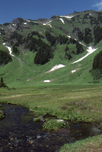 The Cheam Peak Bowl Trail, July 1989