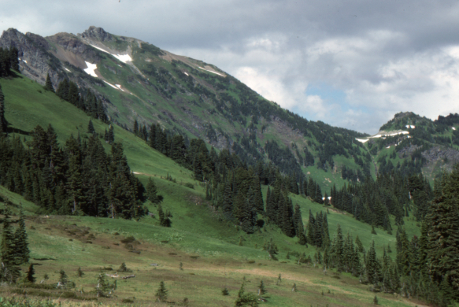 Looking up at Cheam Peak from the Bowl Trail, July 1989