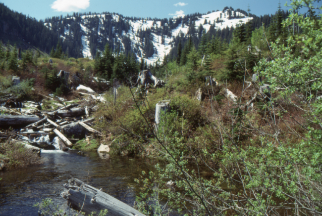 Anderson Creek on the Cheam Peak Road, June 1989.