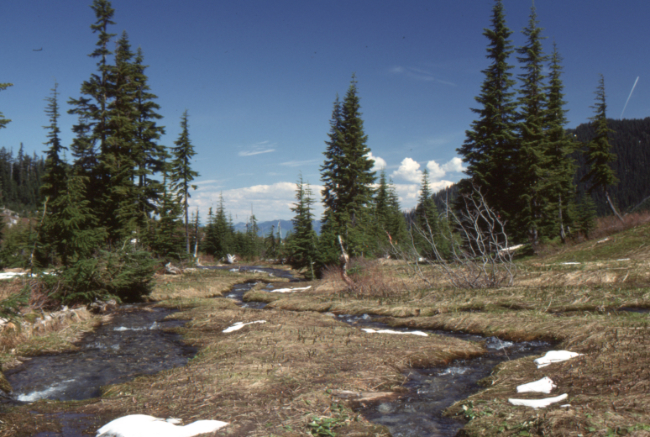 Near the head of Anderson Creek on the Cheam Peak Road, June 1989.
