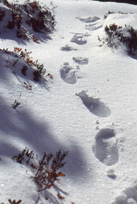 On the Cheam Peak Trail, October 1989.