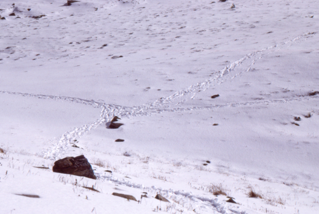 On the Cheam Peak Trail, October 1989