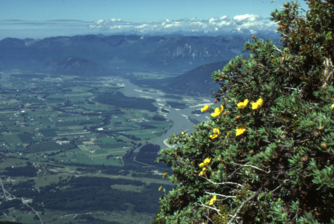 The view to the northwest from the Cheam Peak Ridge Trail, July 1989.